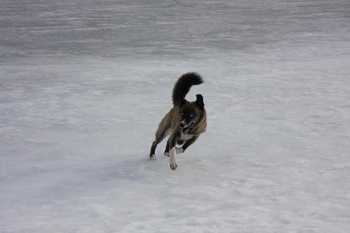 Blanding af racer Sjinto billede 4