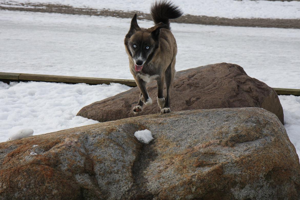 Blanding af racer Sjinto billede 5