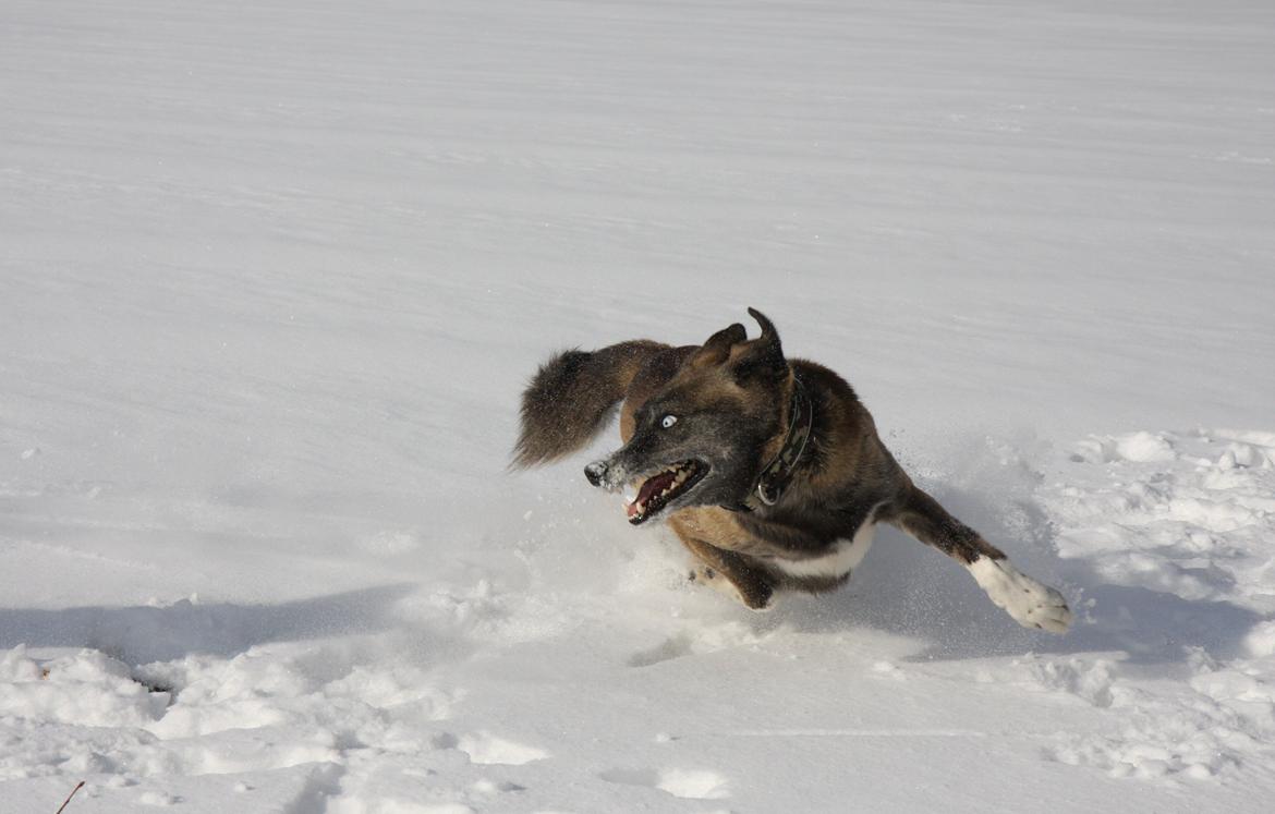 Blanding af racer Sjinto billede 6