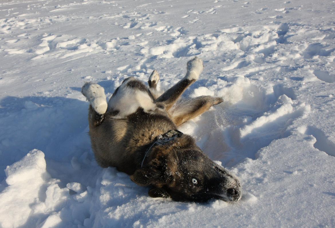 Blanding af racer Sjinto billede 7