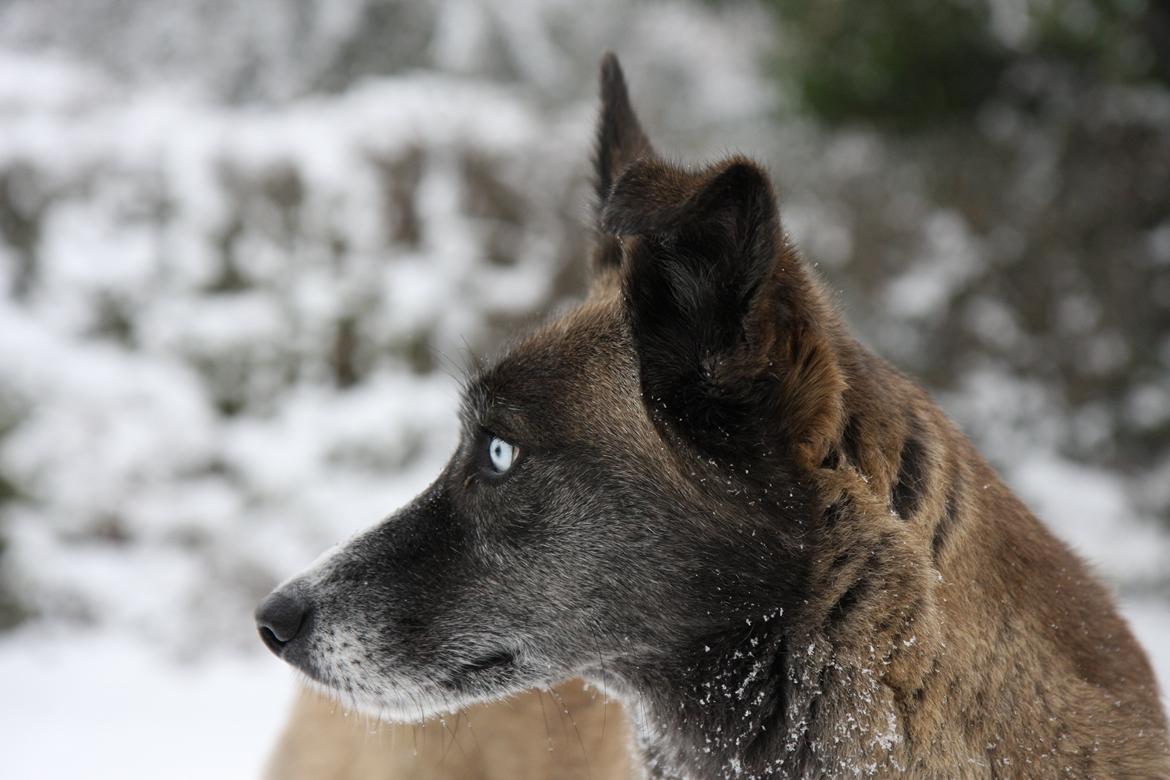 Blanding af racer Sjinto billede 8