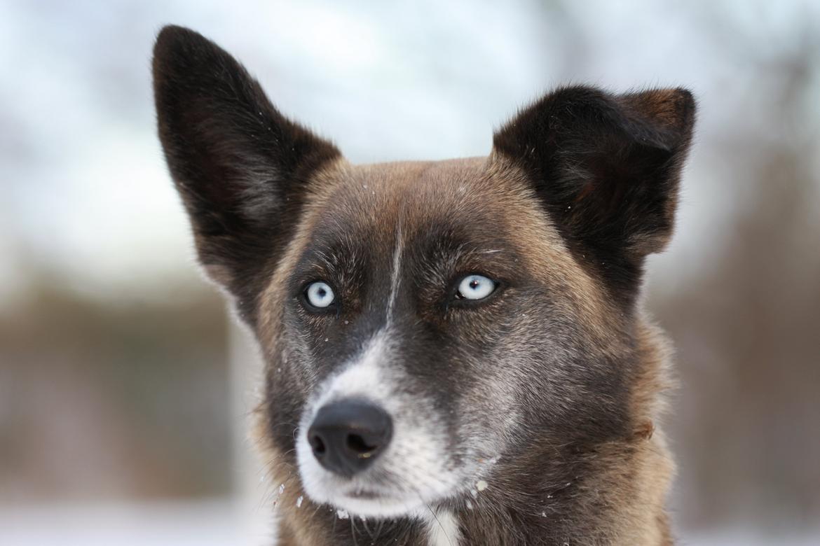 Blanding af racer Sjinto billede 9