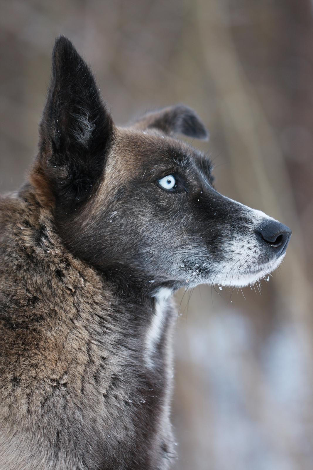 Blanding af racer Sjinto billede 10