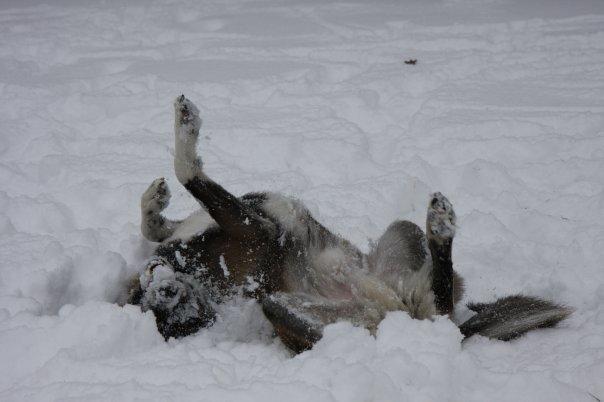 Blanding af racer Sjinto billede 11