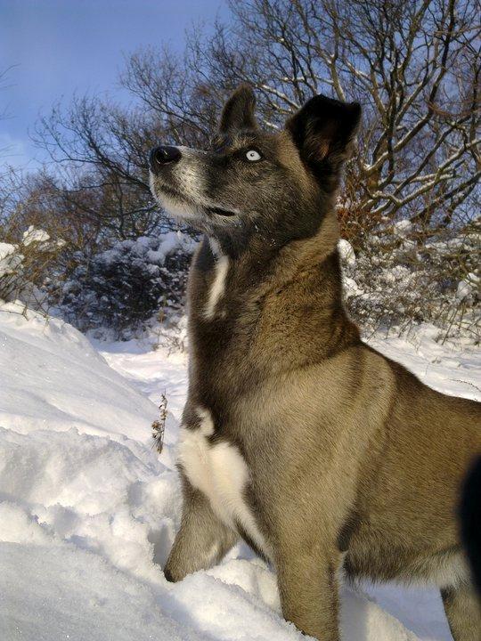 Blanding af racer Sjinto billede 12