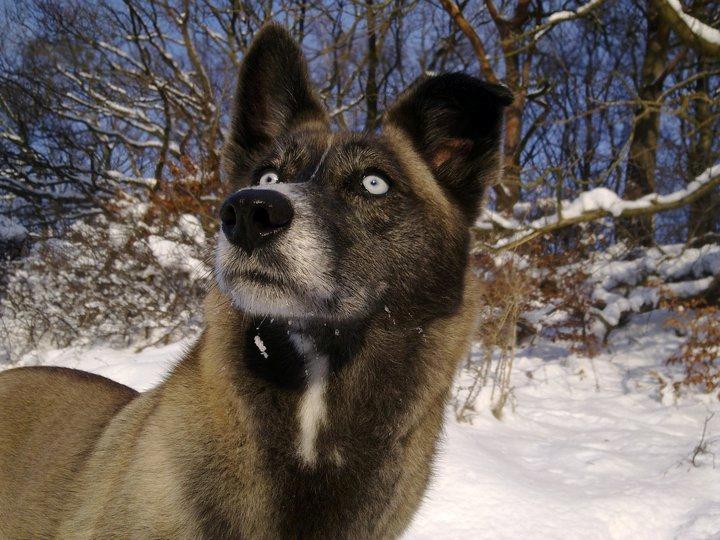 Blanding af racer Sjinto billede 13