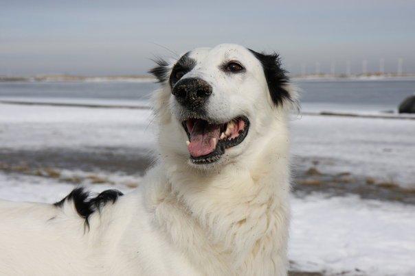 Blanding af racer Amigo billede 10