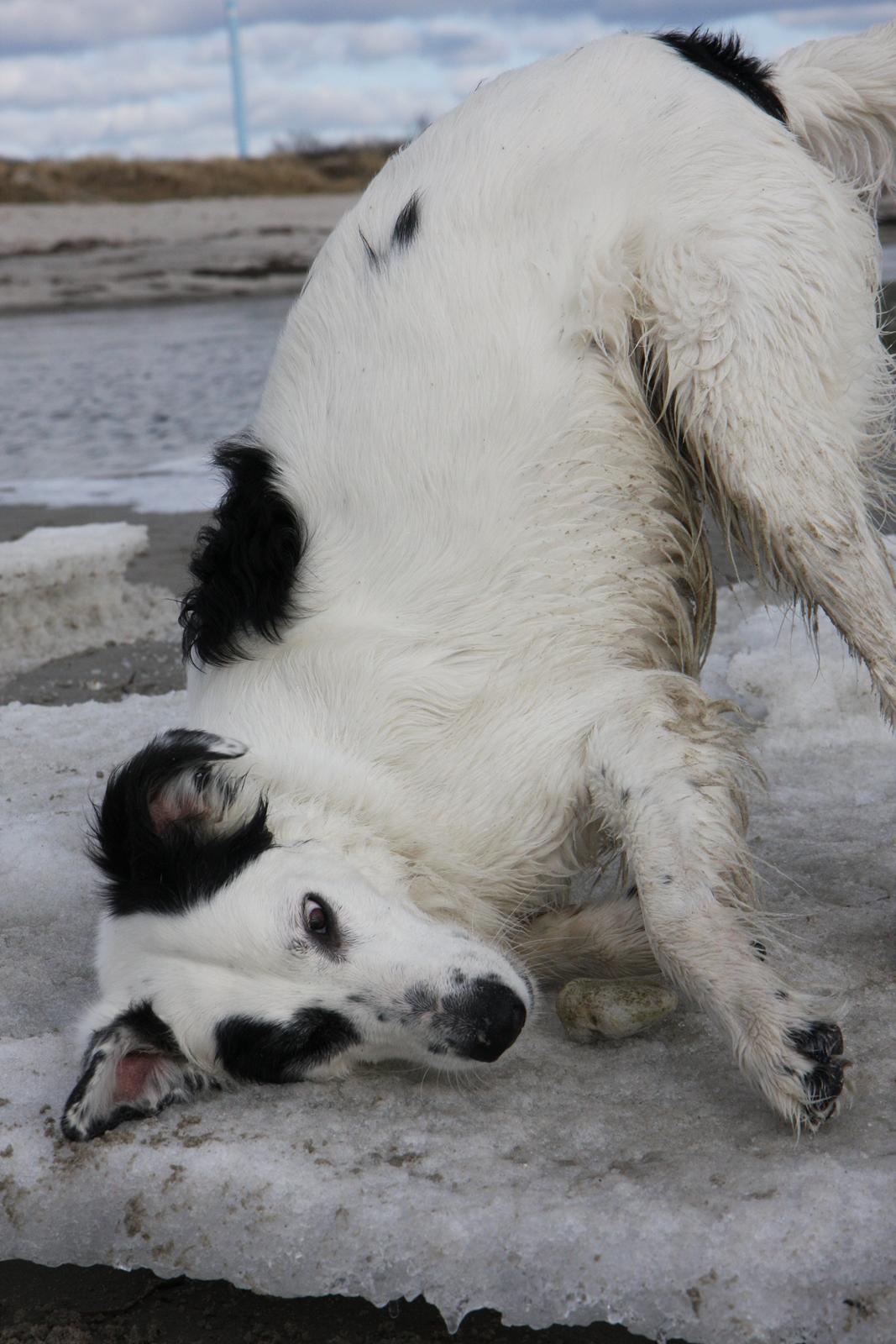 Blanding af racer Amigo billede 11