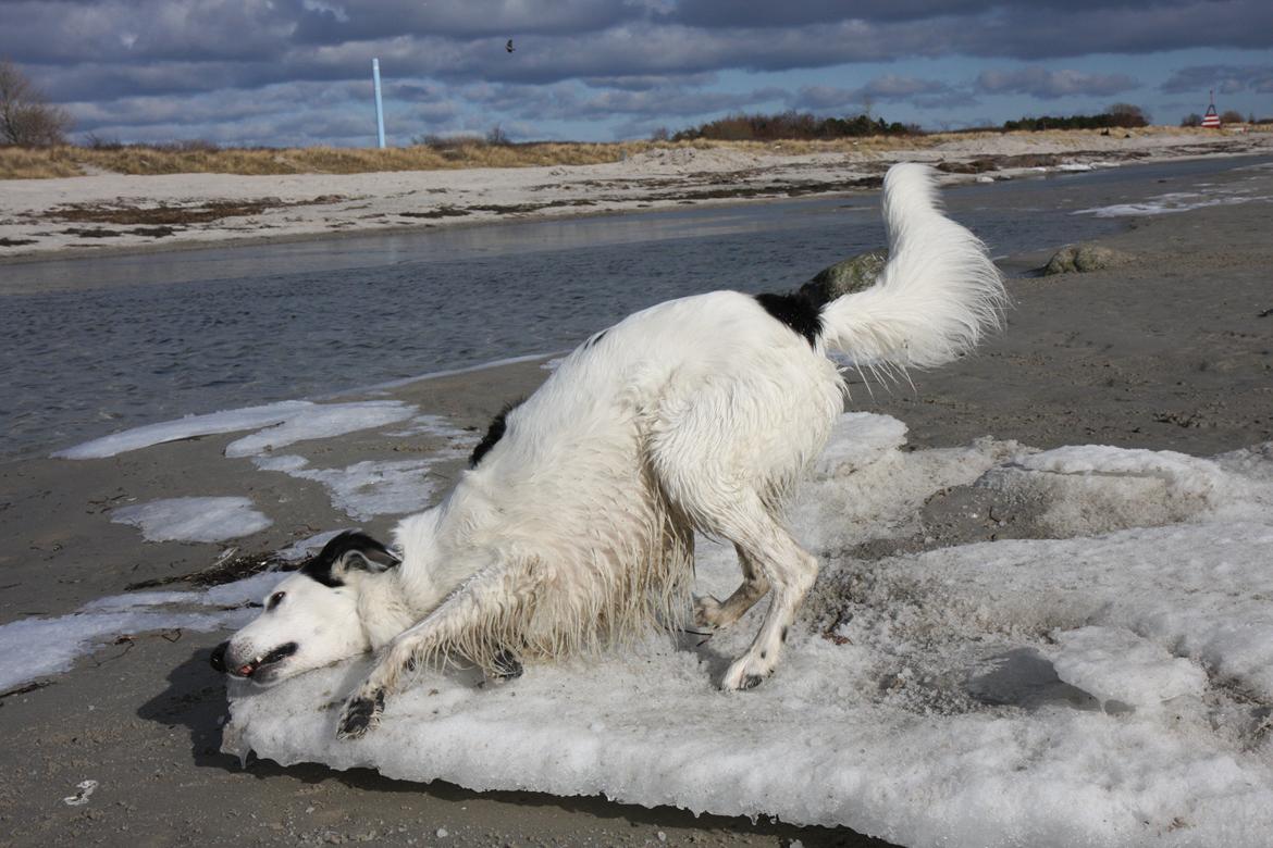 Blanding af racer Amigo billede 13