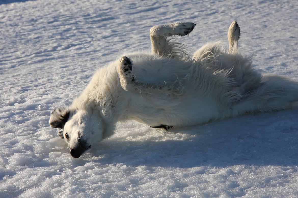 Blanding af racer Amigo billede 14