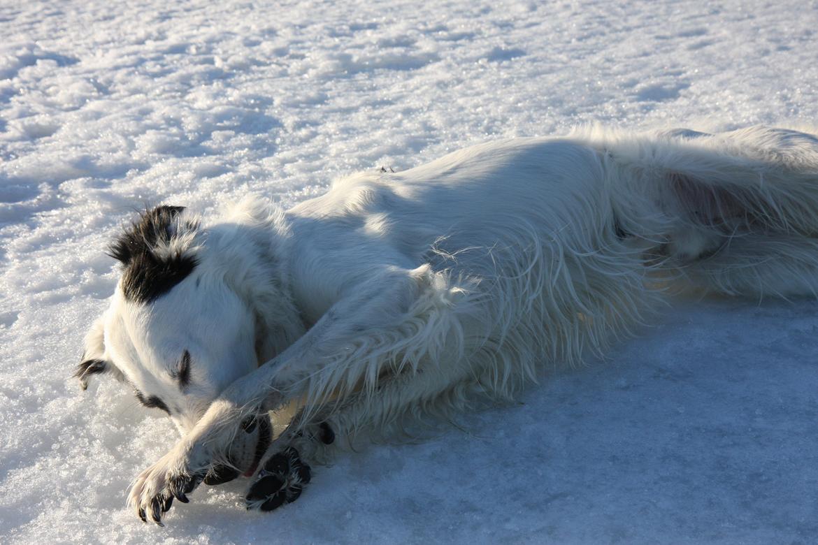 Blanding af racer Amigo billede 15