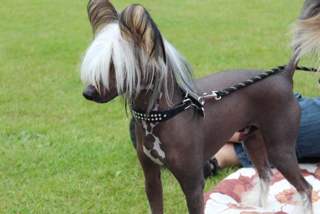 Chinese crested hårløs Arabea Angels Amos billede 1
