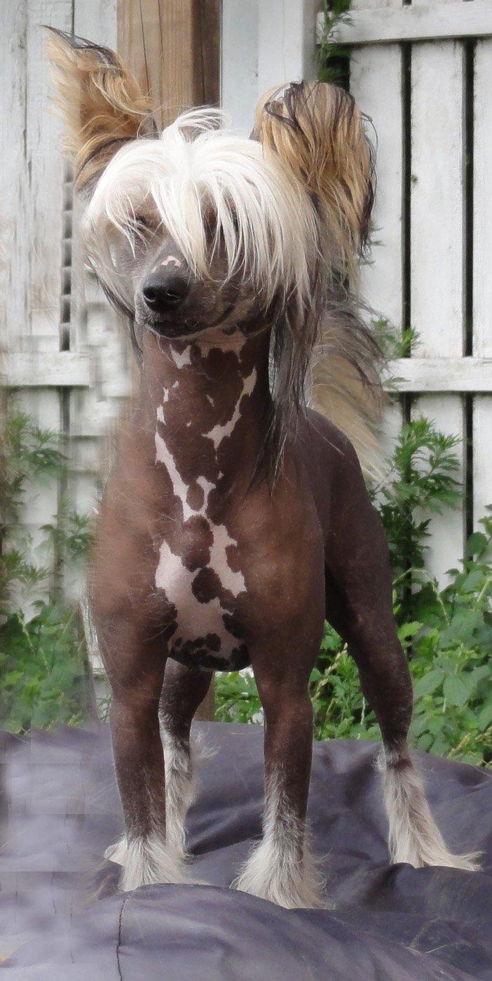 Chinese crested hårløs Arabea Angels Amos billede 2