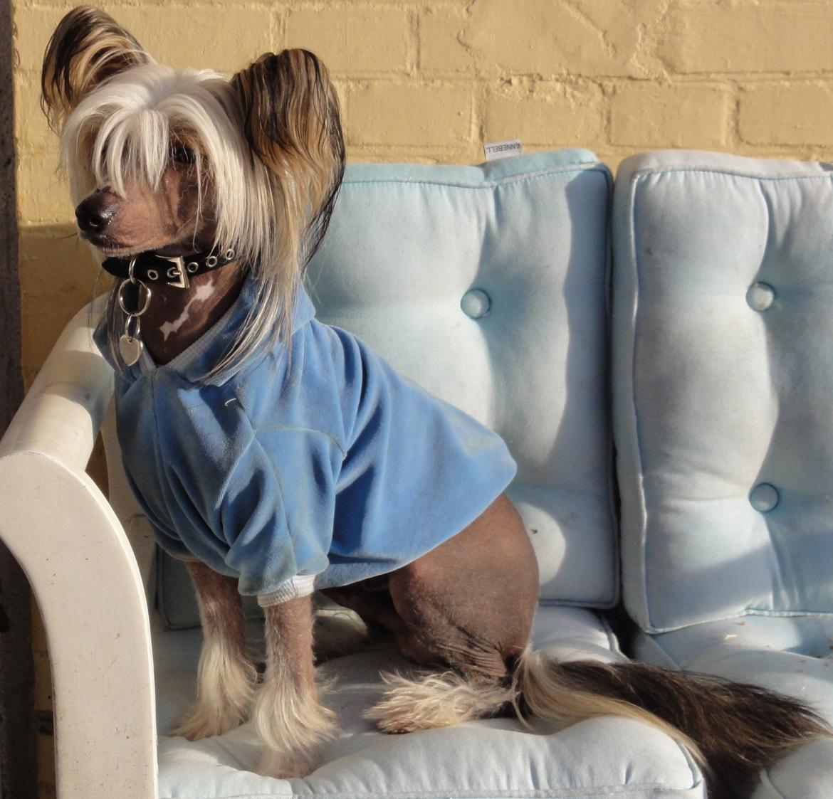 Chinese crested hårløs Arabea Angels Amos billede 3