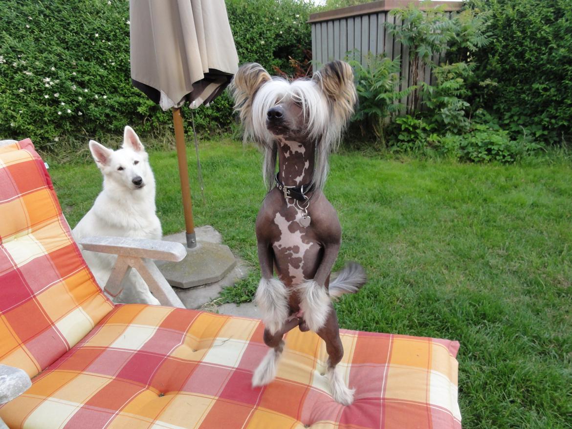 Chinese crested hårløs Arabea Angels Amos billede 4