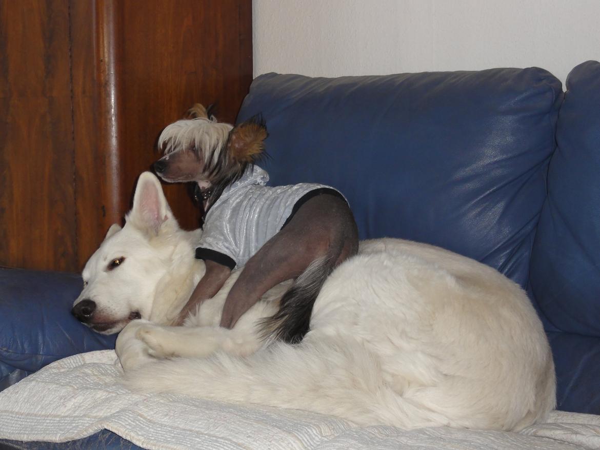 Chinese crested hårløs Arabea Angels Amos billede 7