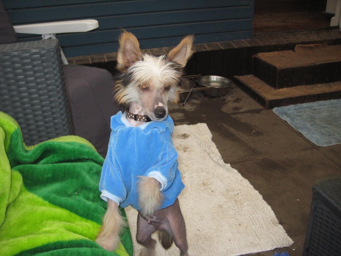 Chinese crested hårløs Arabea Angels Amos billede 9