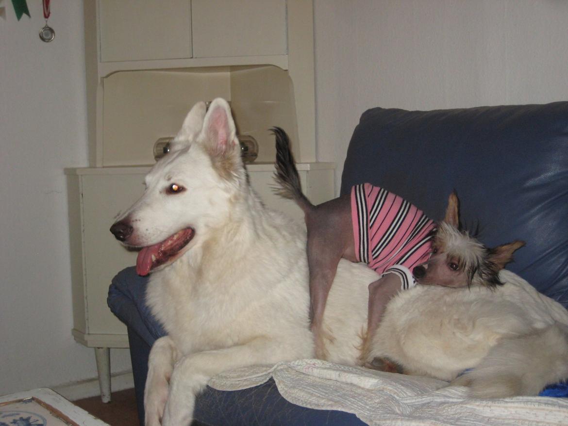 Chinese crested hårløs Arabea Angels Amos billede 10