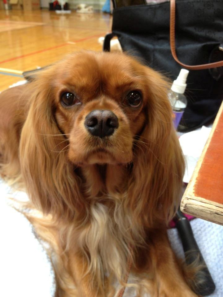 Cavalier king charles spaniel Zoe - 7. Oktober 2012 billede 2