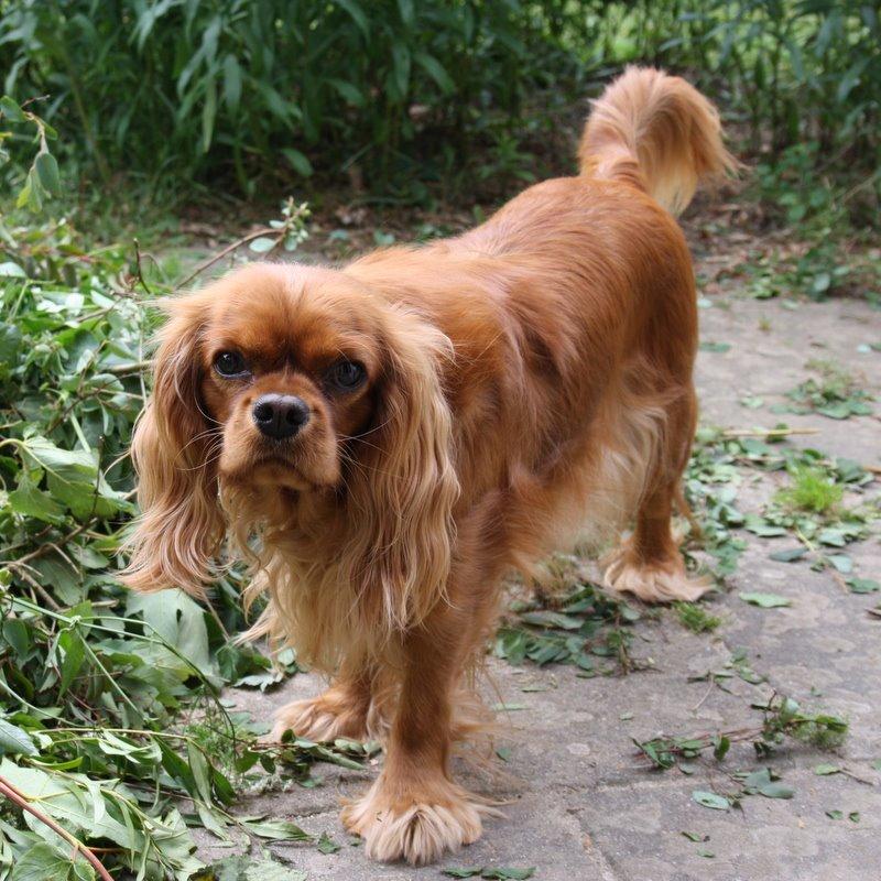 Cavalier king charles spaniel Zoe billede 16