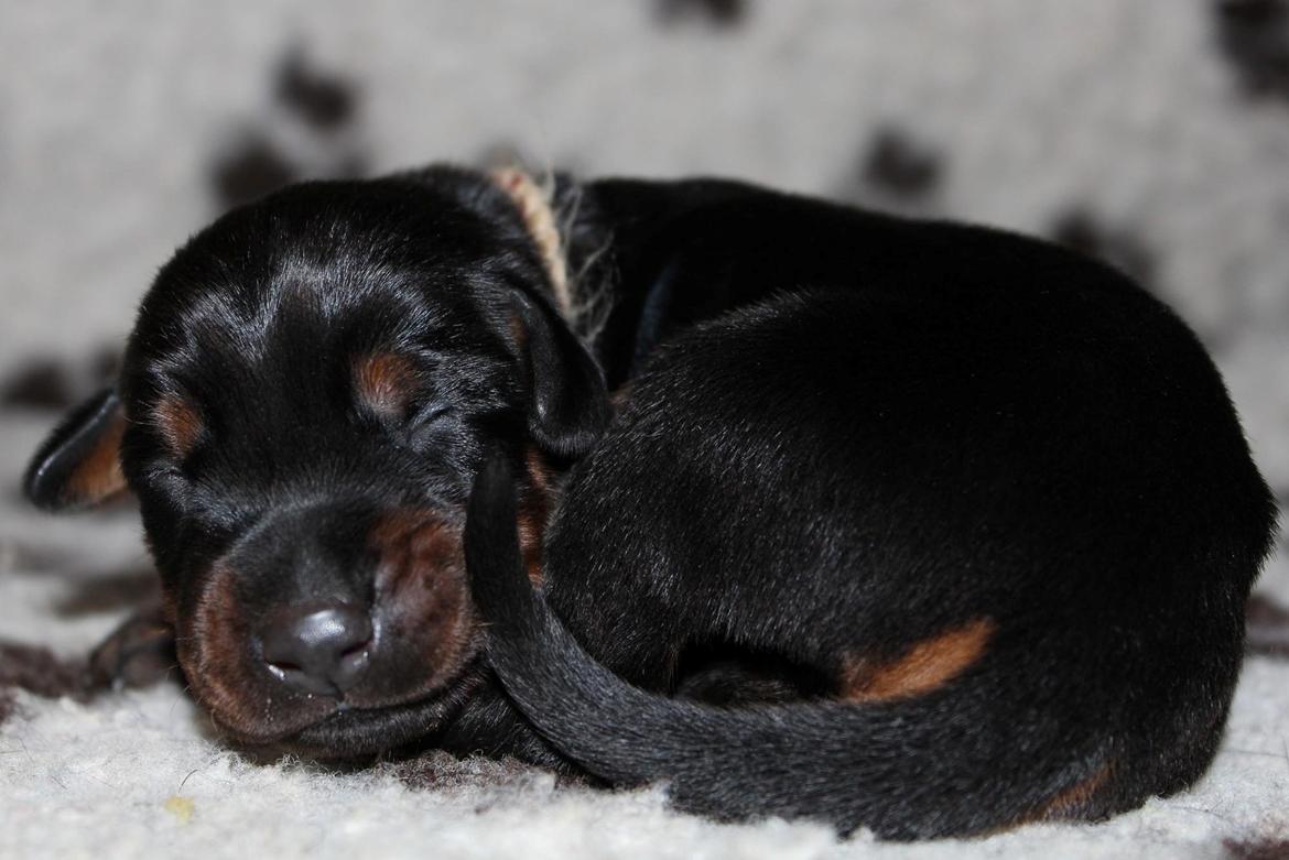 Dobermann Proud Danish Fancy Face(Chica) - baby chica tror hun er mellem 1-2 uger... billede 10