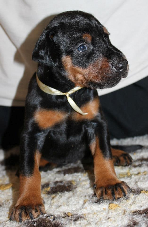 Dobermann Proud Danish Fancy Face(Chica) billede 11