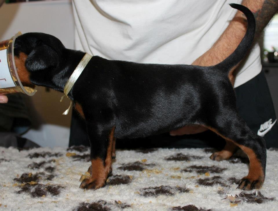 Dobermann Proud Danish Fancy Face(Chica) billede 12