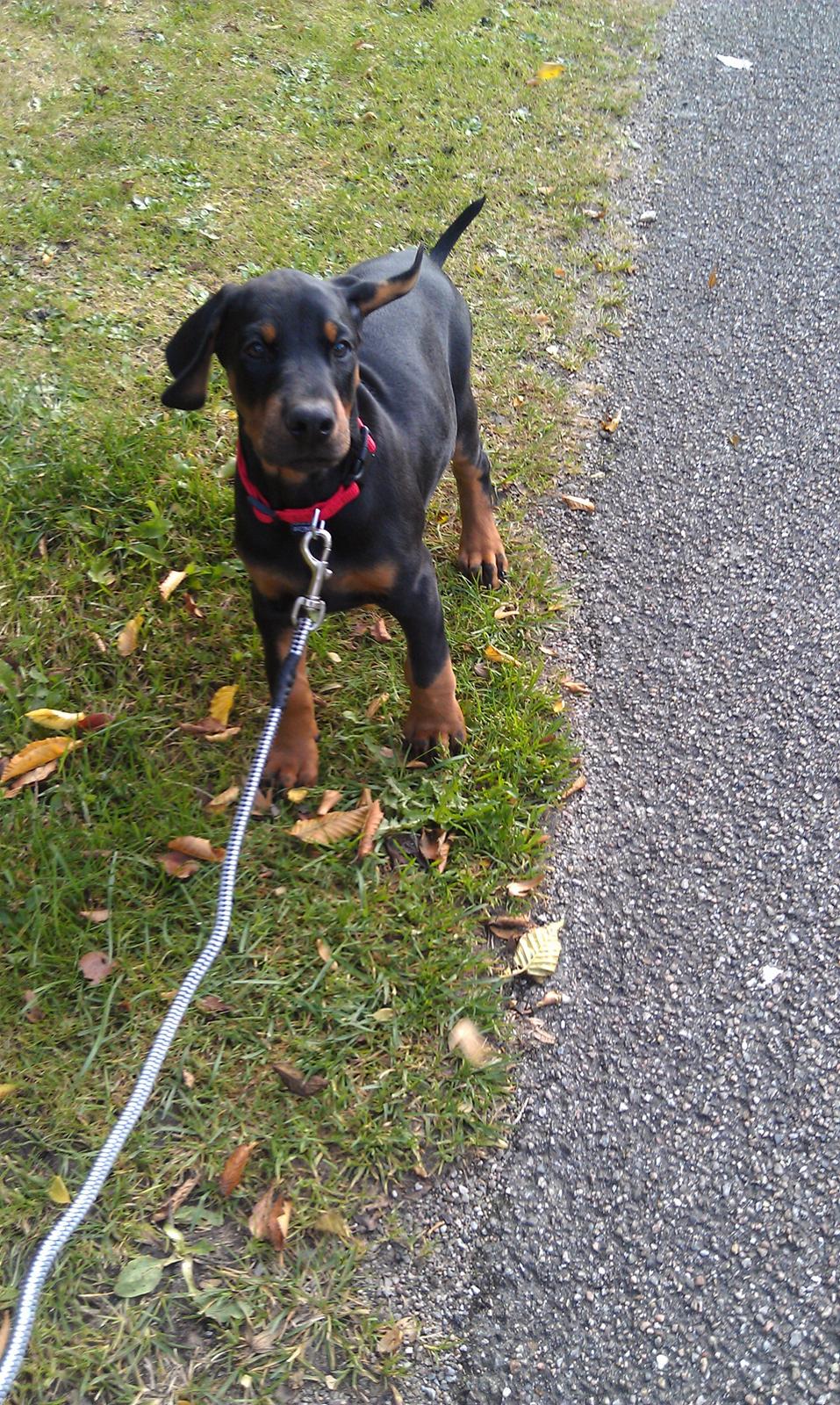 Dobermann Proud Danish Fancy Face(Chica) - første gåtur efter hjemkomsten:-) d.7.10.12 billede 13