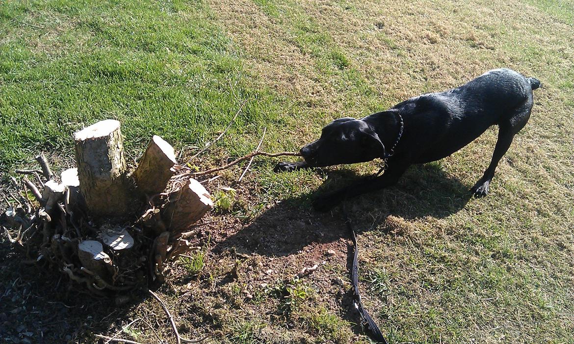 Blanding af racer zika - Grr kom så din "lille" dumme stup billede 18