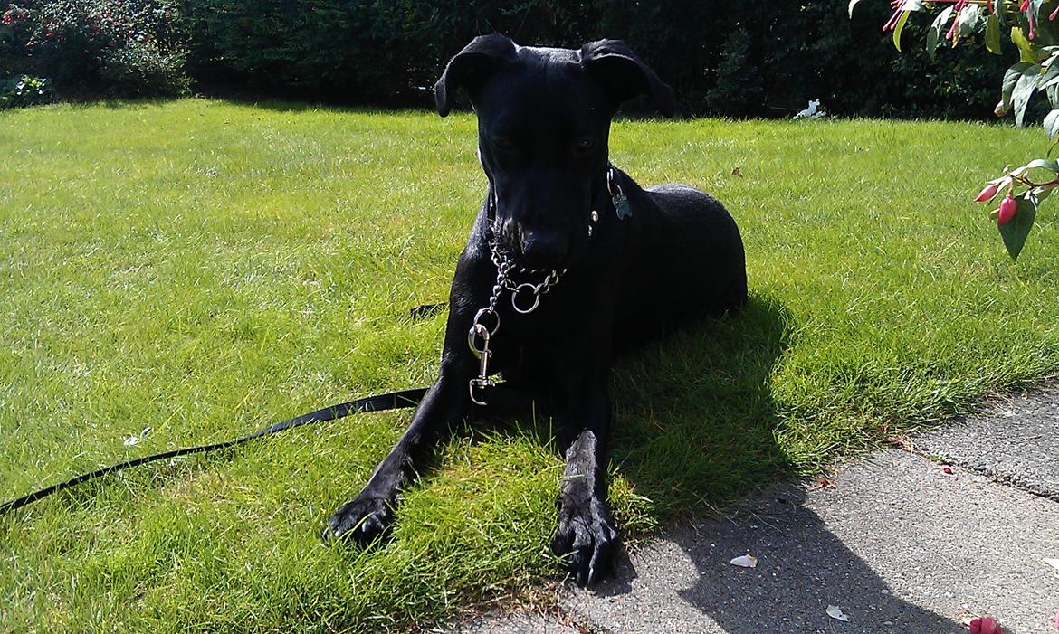 Blanding af racer zika - Nyder lige solen lidt:D billede 19