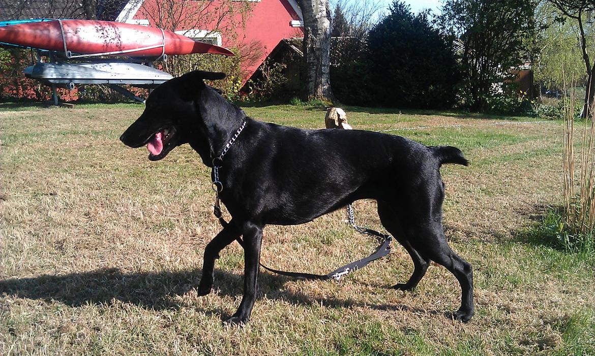 Blanding af racer zika - min moar siger jeg ligner en hest:/ billede 20