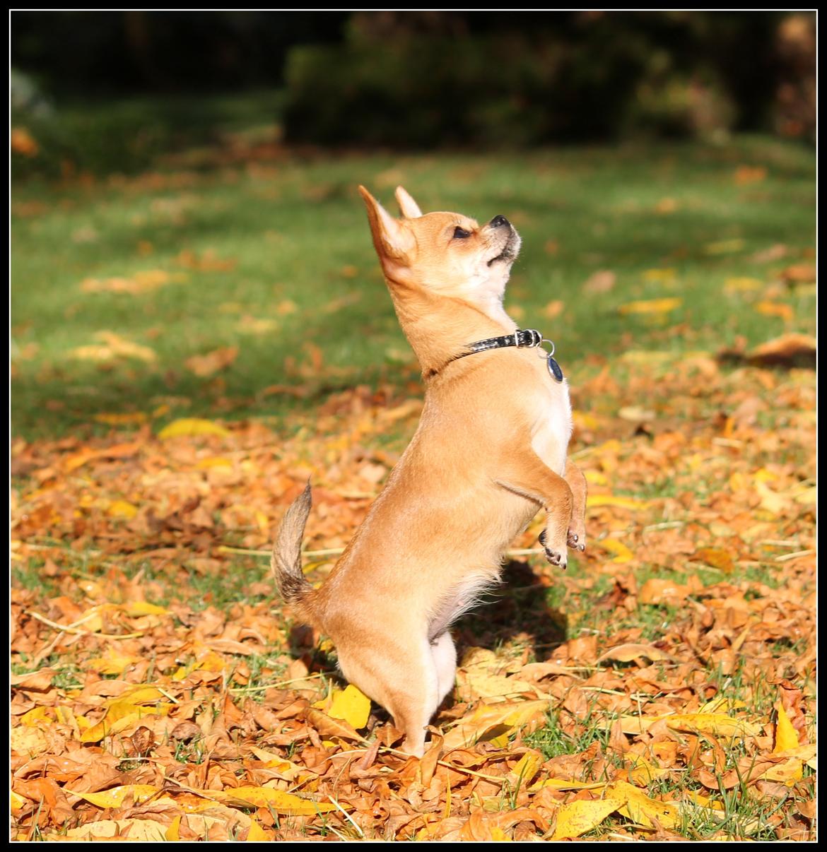 Chihuahua Chihuanas Flush of Hearts - Momo - 10/10 2012 billede 13