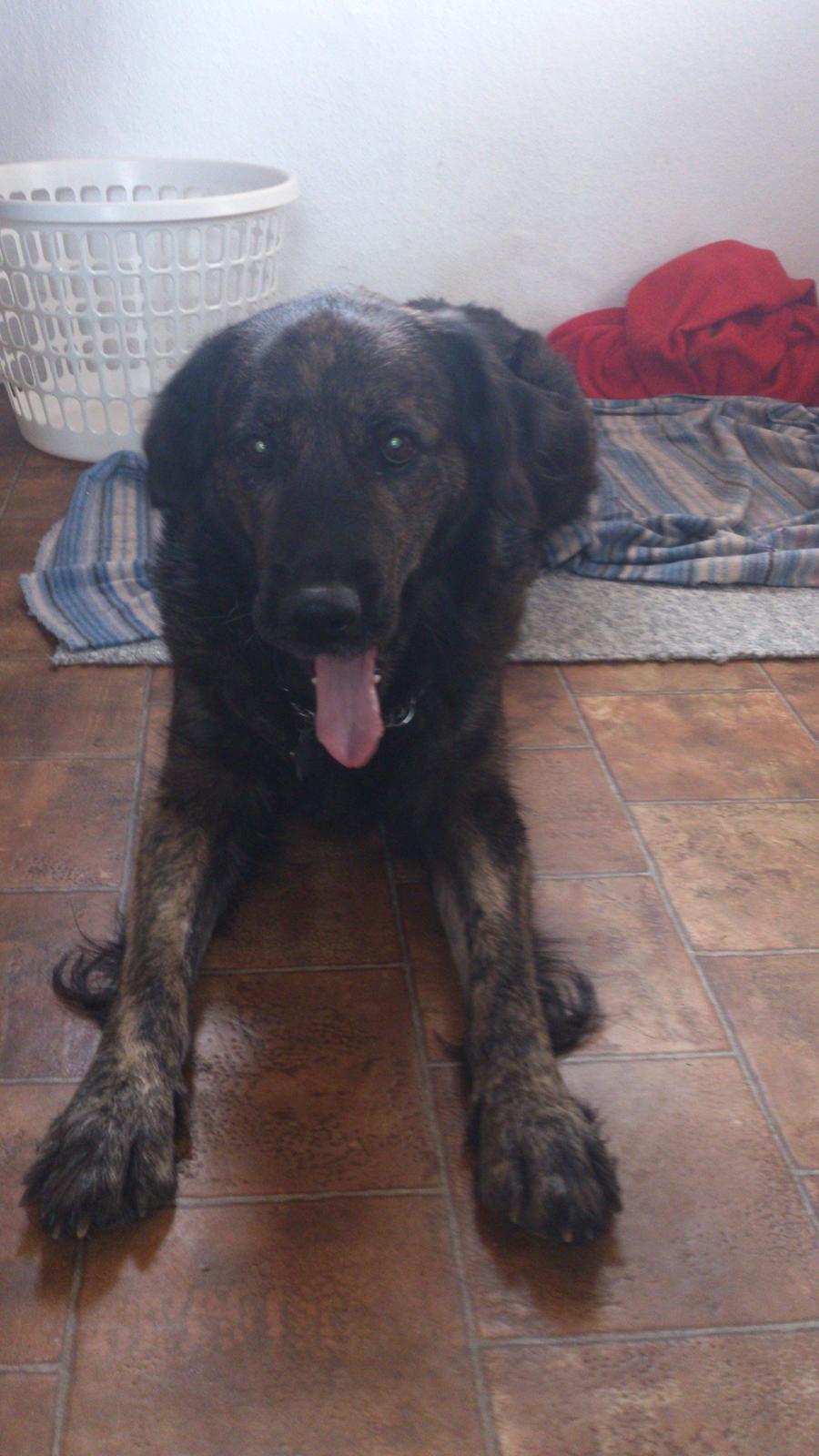 Blanding af racer Dina billede 18