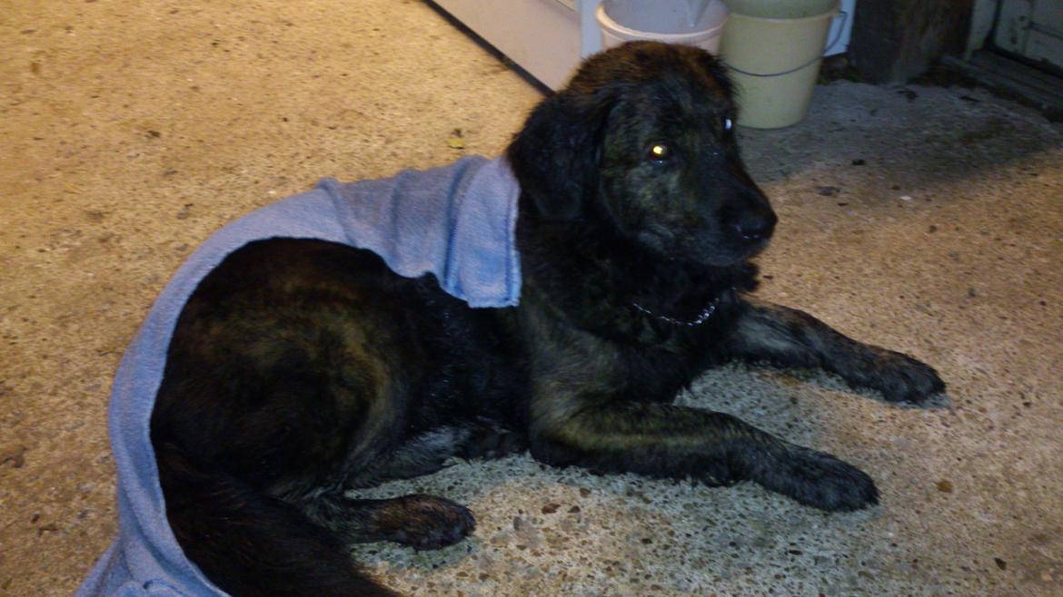 Blanding af racer Dina - Været ude at gå i regnvejr sammen med far:) billede 19