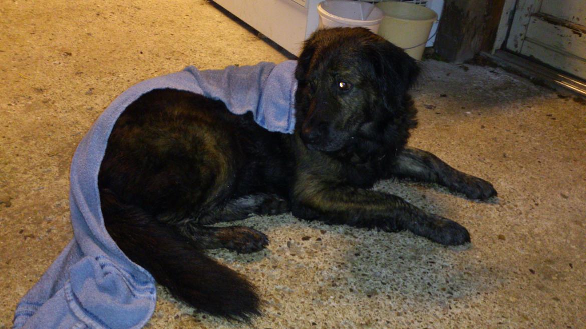 Blanding af racer Dina billede 20