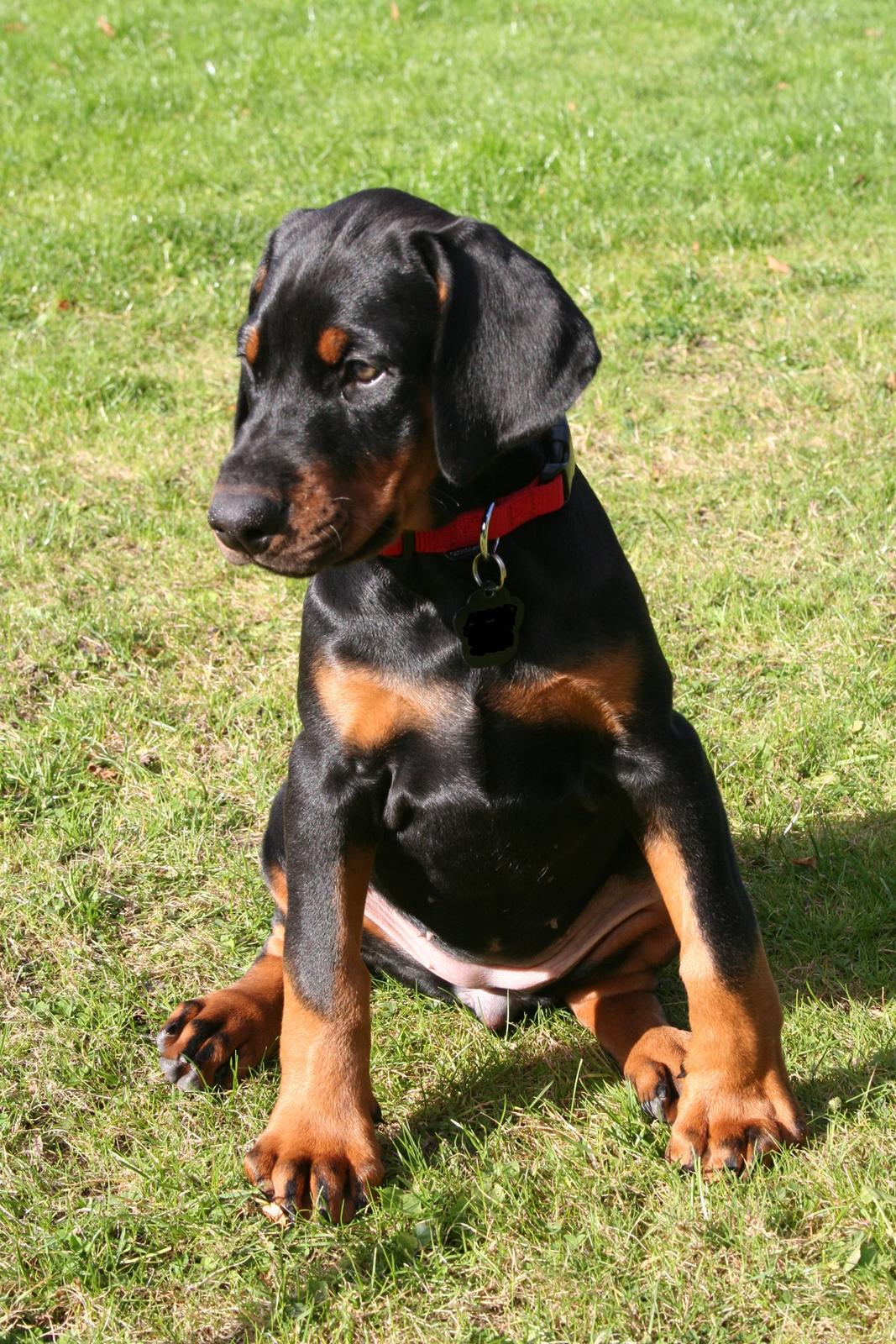 Dobermann Proud Danish Fancy Face(Chica) billede 14
