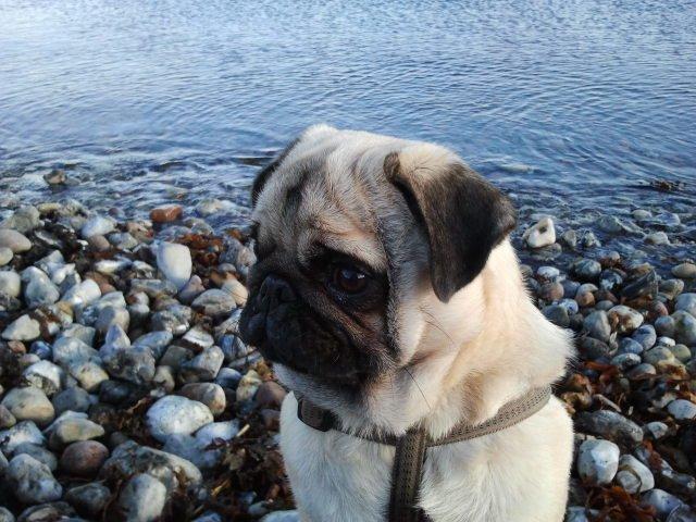 Mops Mackerly Trading Places - Murphy ved vandet i Risskov (09.10.2012) billede 1