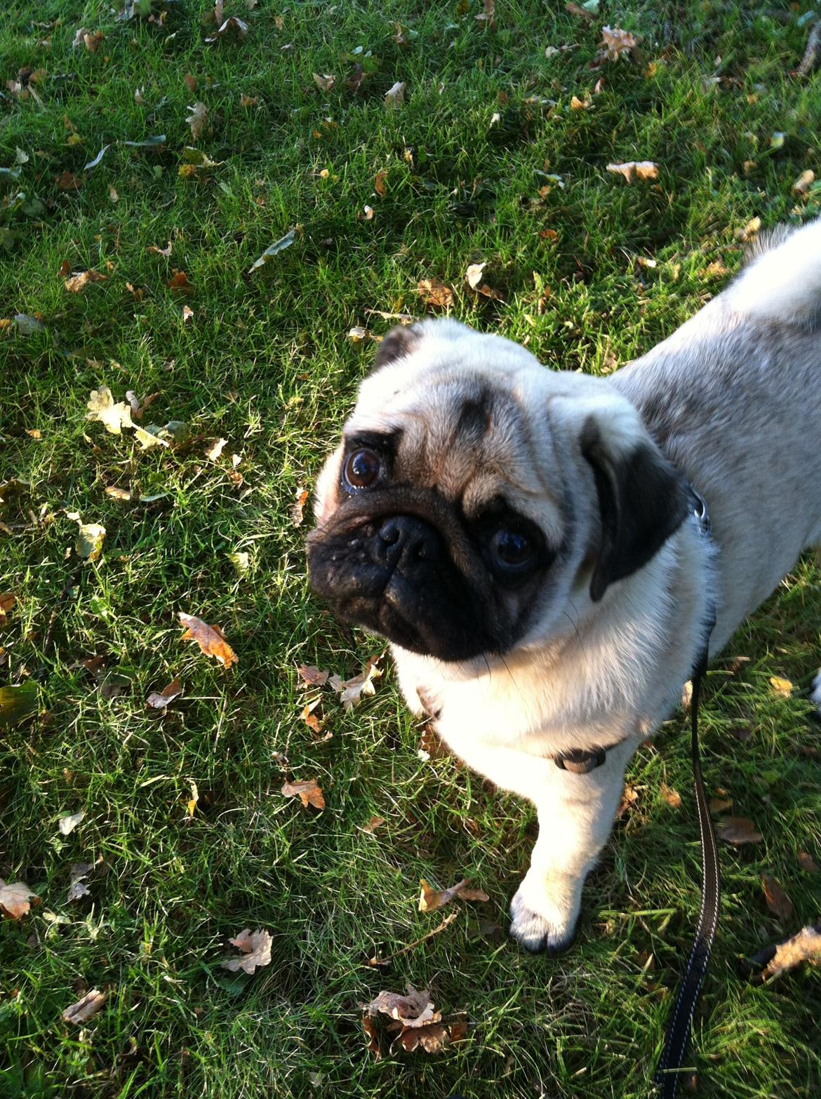 Mops Mackerly Trading Places billede 6