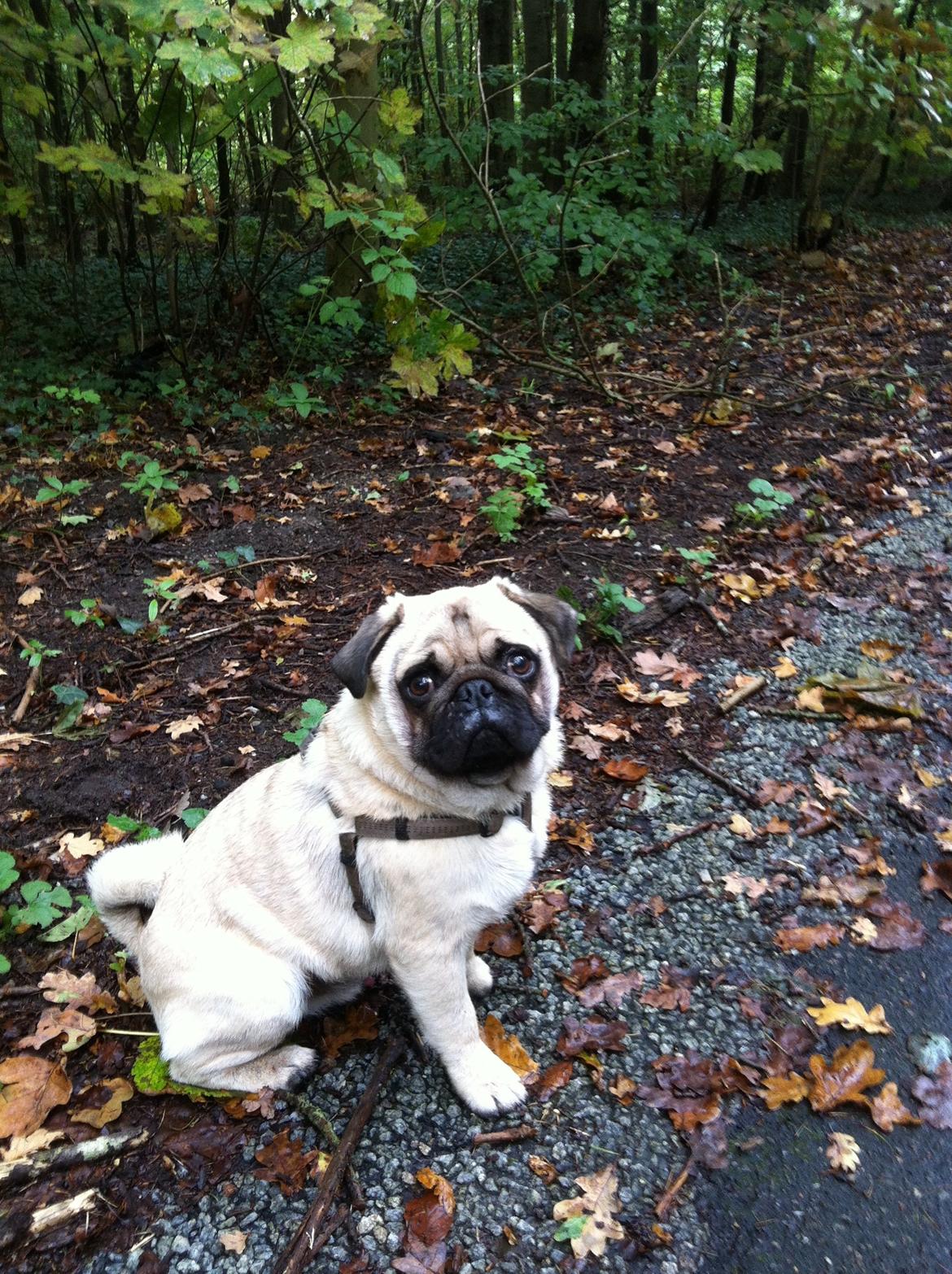 Mops Mackerly Trading Places billede 2