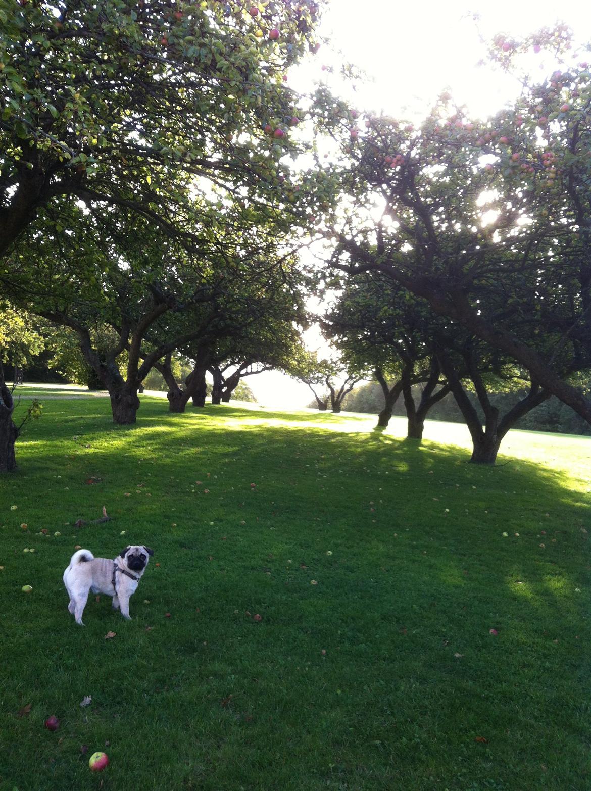 Mops Mackerly Trading Places billede 4