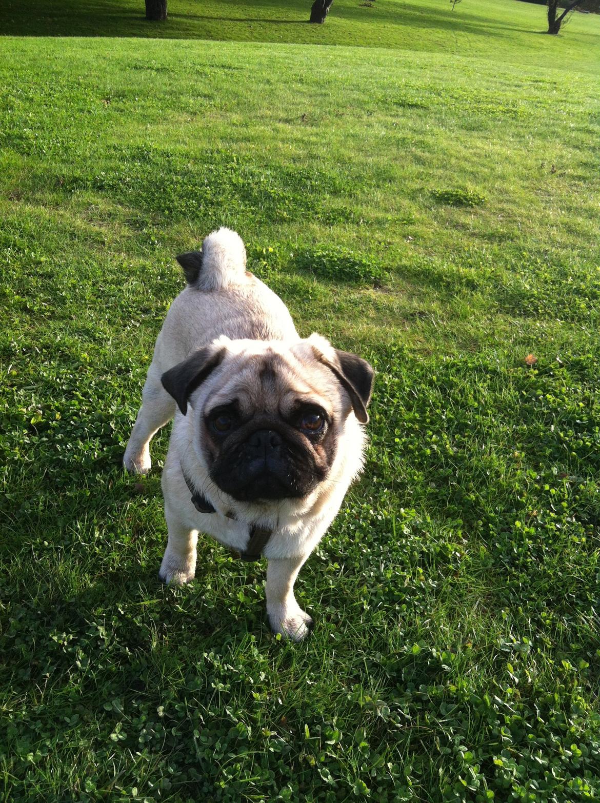 Mops Mackerly Trading Places billede 5