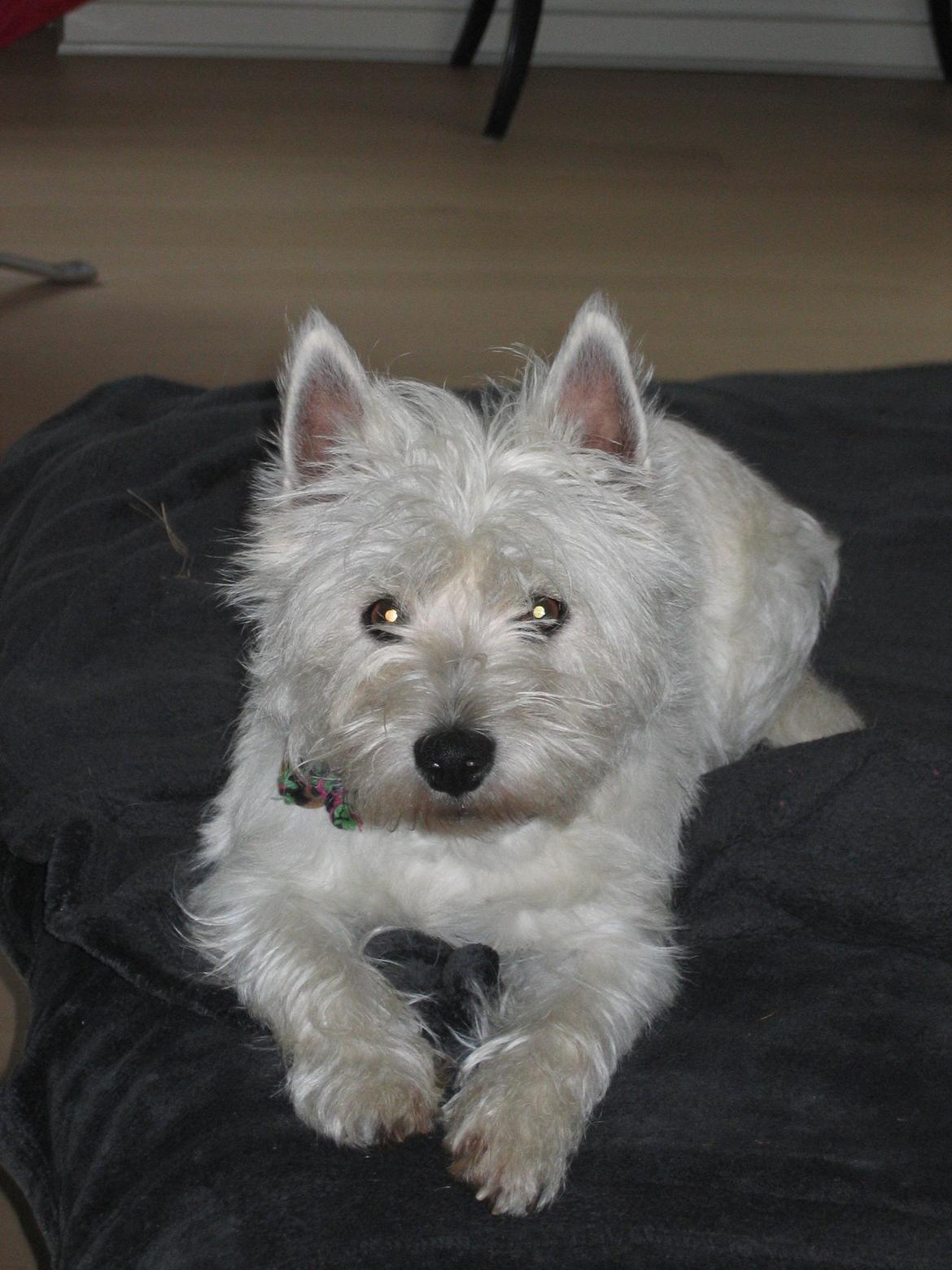 West highland white terrier Molly billede 9