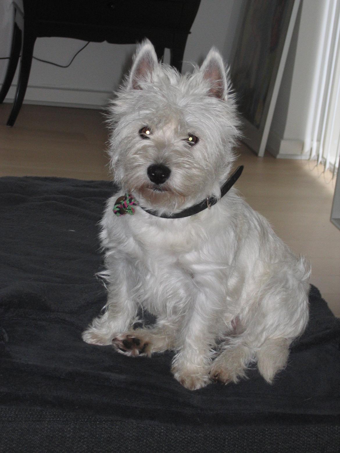 West highland white terrier Molly billede 10