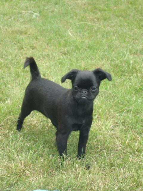 Griffon petit brabancon Marinus - Marinus ca. 12 uger. billede 1