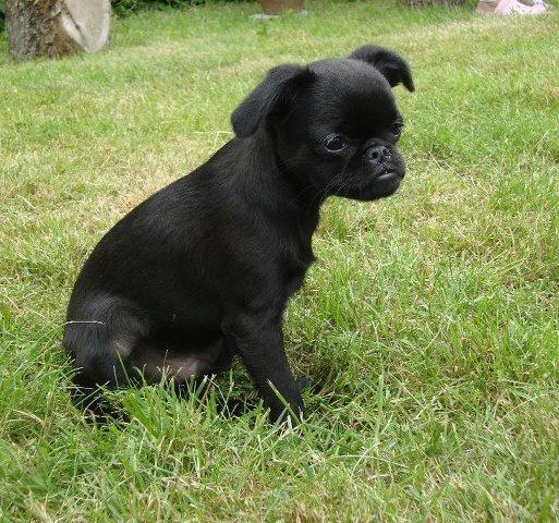 Griffon petit brabancon Marinus - Sikke en stor verden :) billede 2