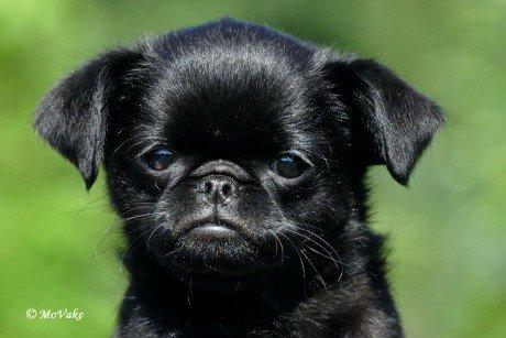 Griffon petit brabancon Marinus - Hej er jeg ikke bare skøn. billede 3