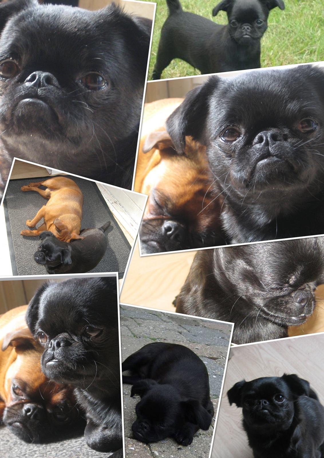 Griffon petit brabancon Marinus - Lille galleri med brormand Nalle. billede 4