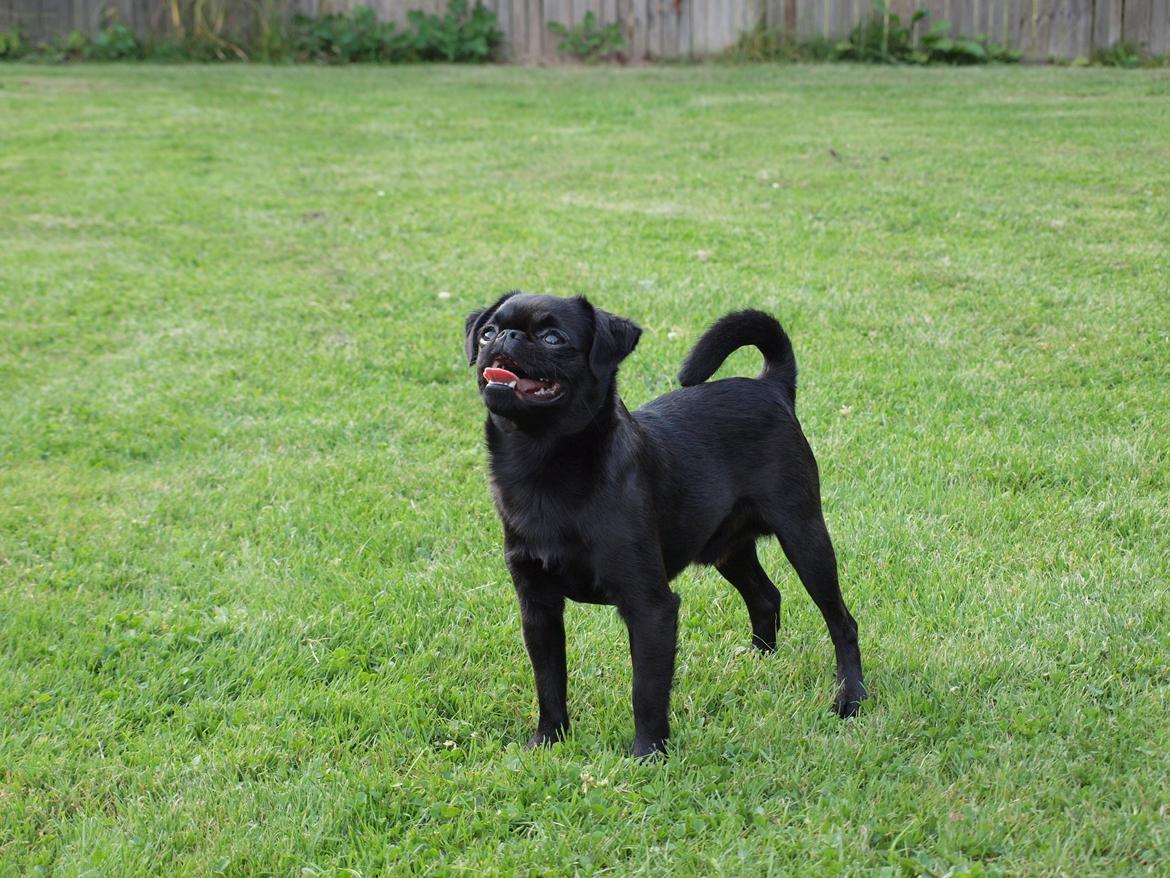 Griffon petit brabancon Marinus - Marinus 1 år :) billede 5