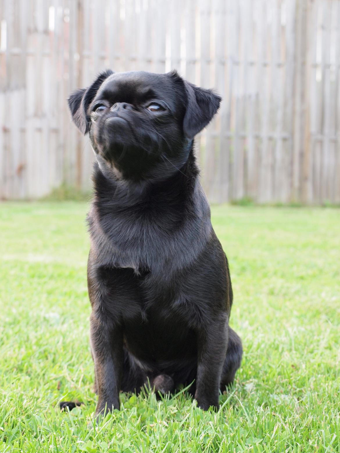 Griffon petit brabancon Marinus - Marinus 1 år. billede 6