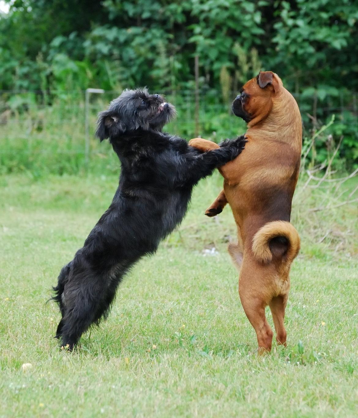 Griffon petit brabancon ** Nalle ** - Nalle danser med Gertrud <3 billede 19